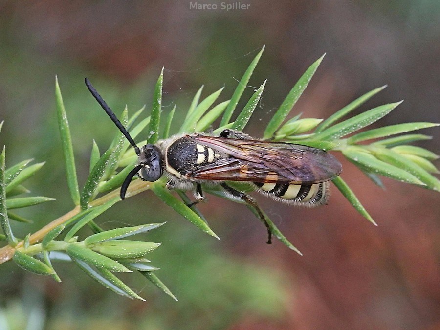 Scoliidae: Colpa sexmaculata, maschio.